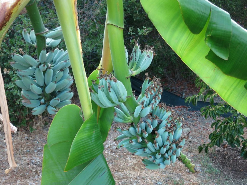 Live Blue Java Banana Plant | Musa spp. Ice Cream Banana Rooted Starter for Tropical Garden or Container