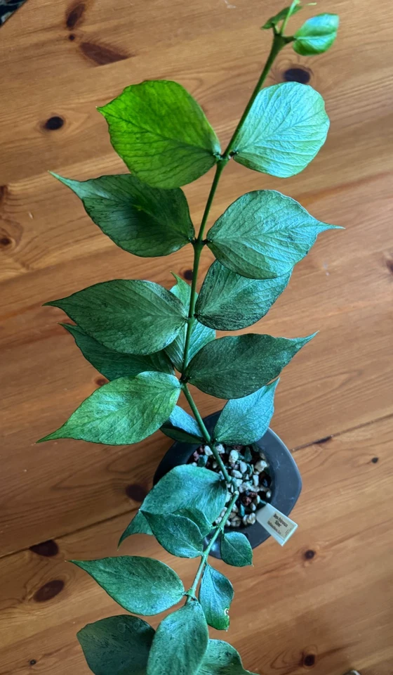 Hoya Polyneura Silver Node Cutting – Live Indoor Houseplant Propagation, Trailing Vining, Variegated Foliage