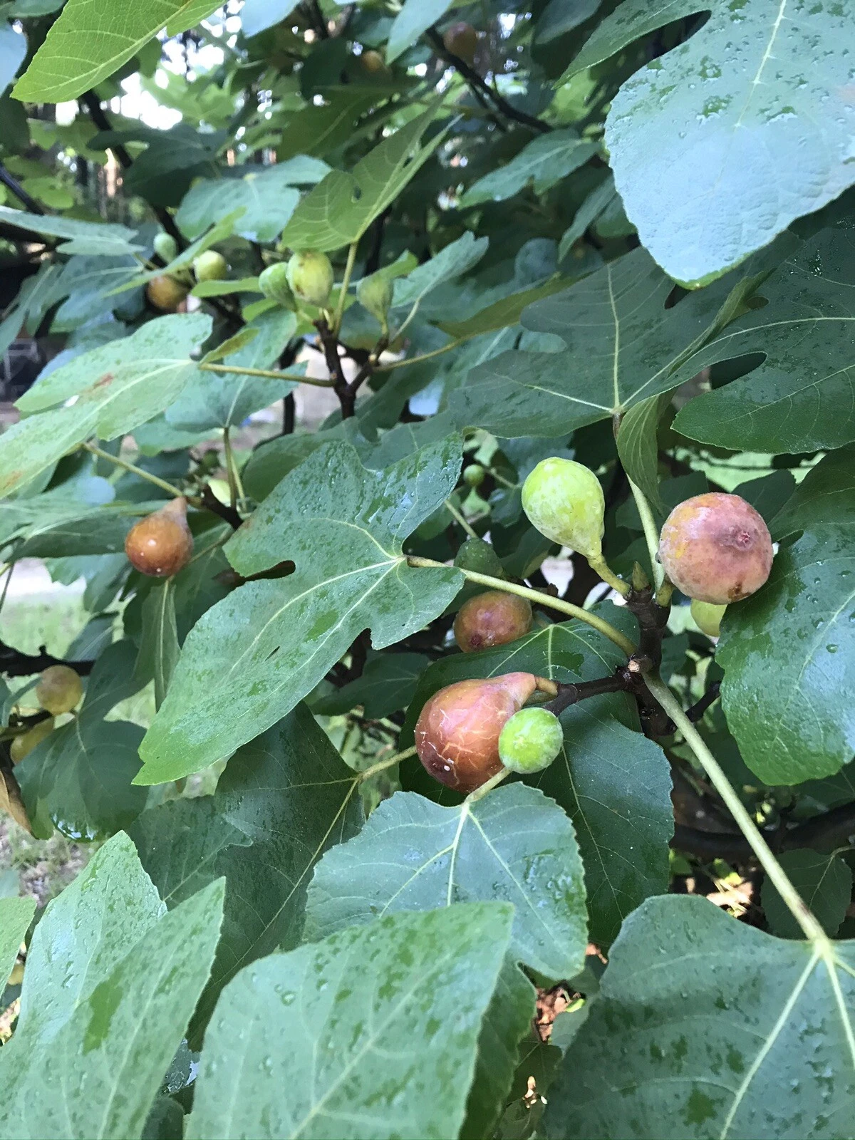 Brown Turkey Fig Tree Cuttings – 5 Ficus Carica Propagation Cuttings, 6–8 Inch Fruit Tree Clippings for Gardening