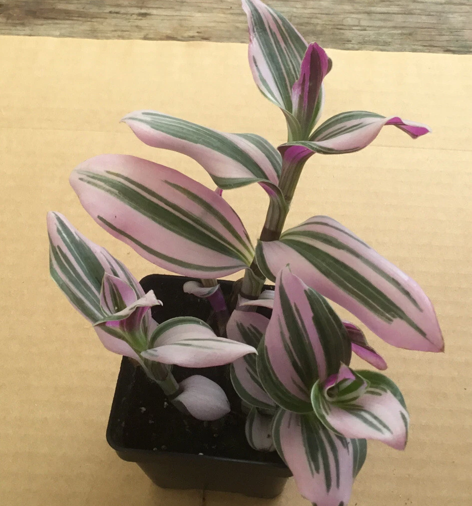 Pink Tradescantia Nanouk Live Plant – 2” Potted Variegated Indoor Houseplant – Trailing Pink, Green & Purple Foliage