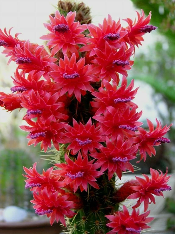 Cleistocactus samaipatanus Large Unrooted Cutting – Columnar Cactus for Indoor Outdoor Succulent Collection