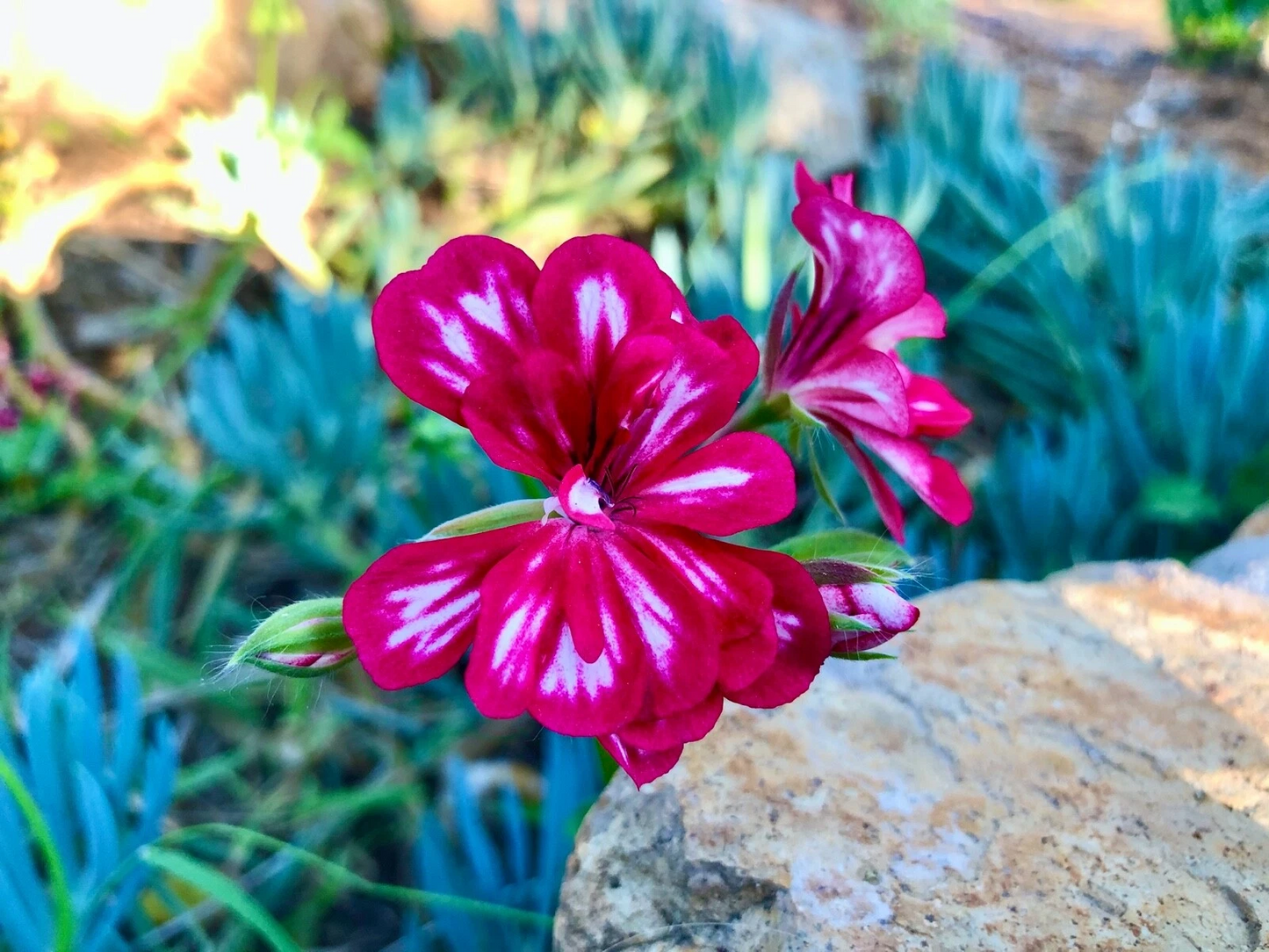 Pink and White Pelargonium Peltatum Cutting – Trailing Ivy Geranium Live 6 Inch Unrooted Plant for Garden, Container, Hanging Basket