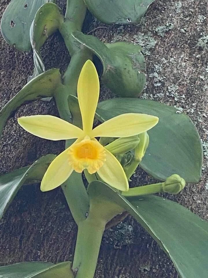 Variegated Vanilla Planifolia Orchid Cutting – Live 12 Inch Unrooted Climbing Vine, Tropical Orchid Propagation, Green & Cream Foliage