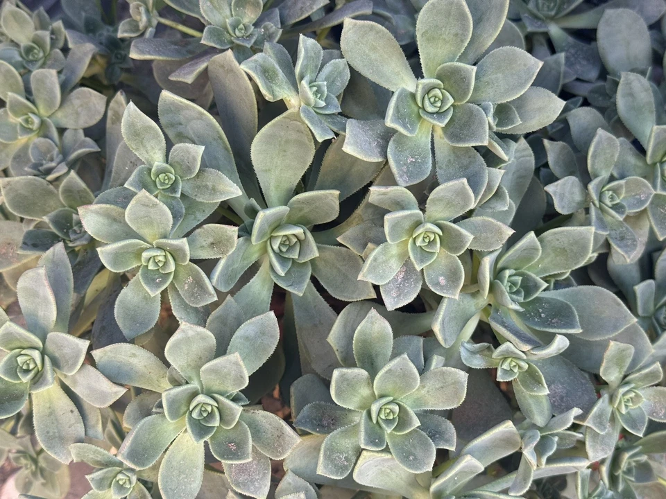 Aeonium Haworthii Succulent Cuttings Set of 4 Unrooted Propagation Plants for Container Growing