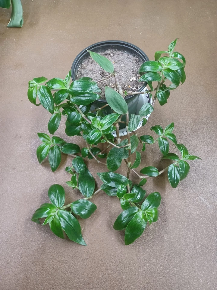 Tradescantia Zebrina Flocculosa Cuttings – Indoor Trailing Houseplant, Unrooted Purple and Green Variegated Plant Starter