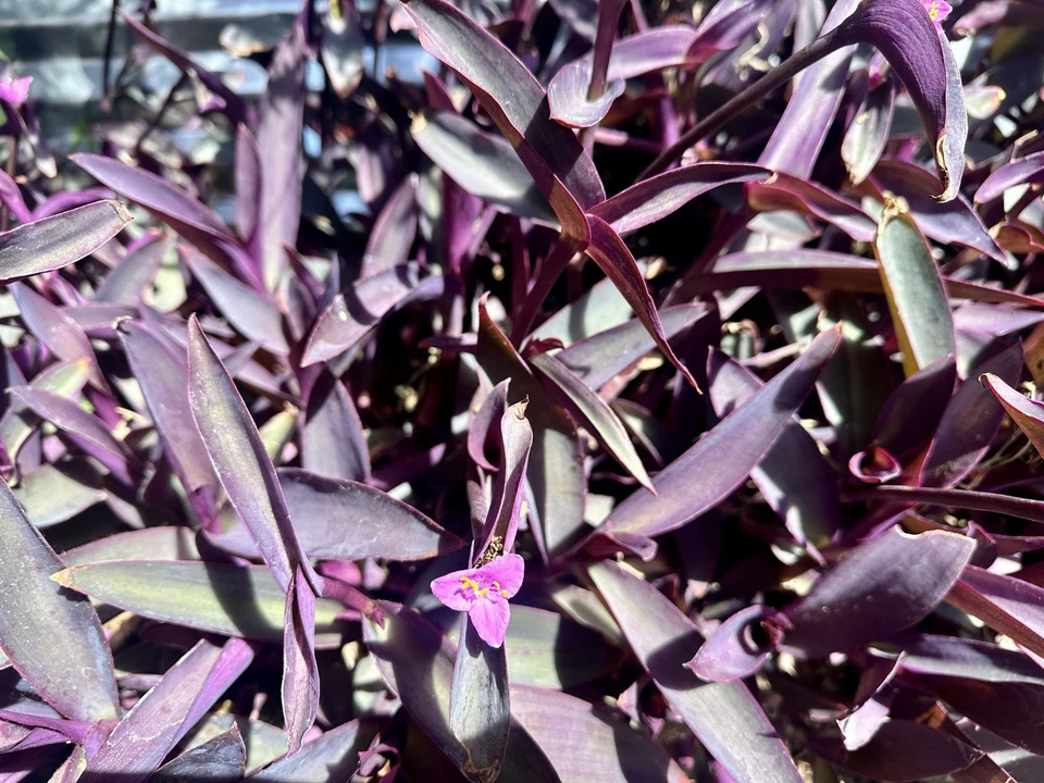 Purple Heart Tradescantia pallida – 8 Fresh Cuttings, Deep Purple Trailing Plant, Indoor Outdoor Tropical Vine, Easy to Root