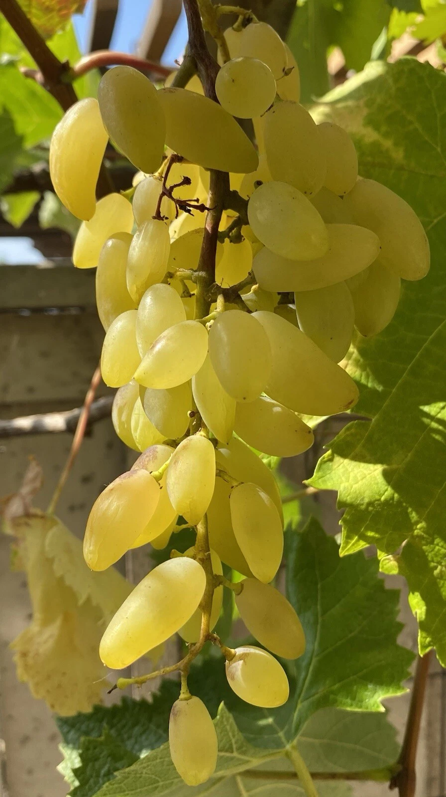 Gold Finger Grape Cuttings Vitis vinifera Unrooted Clippings for Grafting or Rooting, 2-3 Nodes, Fruit Vine, Yellow Berries