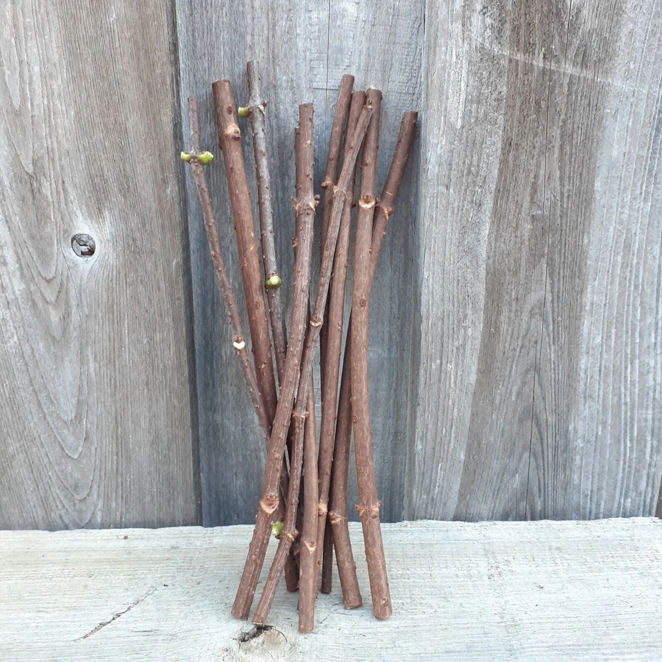 Adams American Elderberry Cuttings – 8 Fresh Sambucus canadensis Unrooted Plant Cuttings, 8-10 Inches for Gardening and Propagation