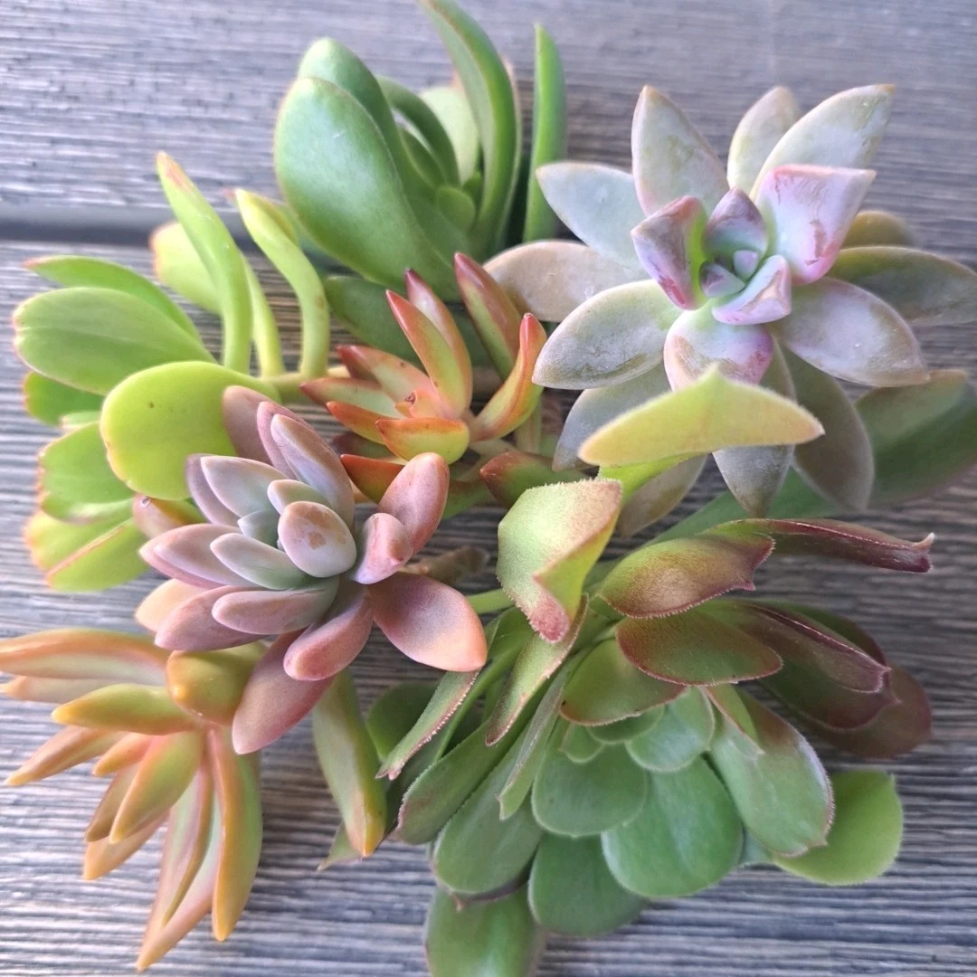 Assorted Succulent Cuttings – 5 Live Unrooted Succulent Plants for Propagation and Container Gardening