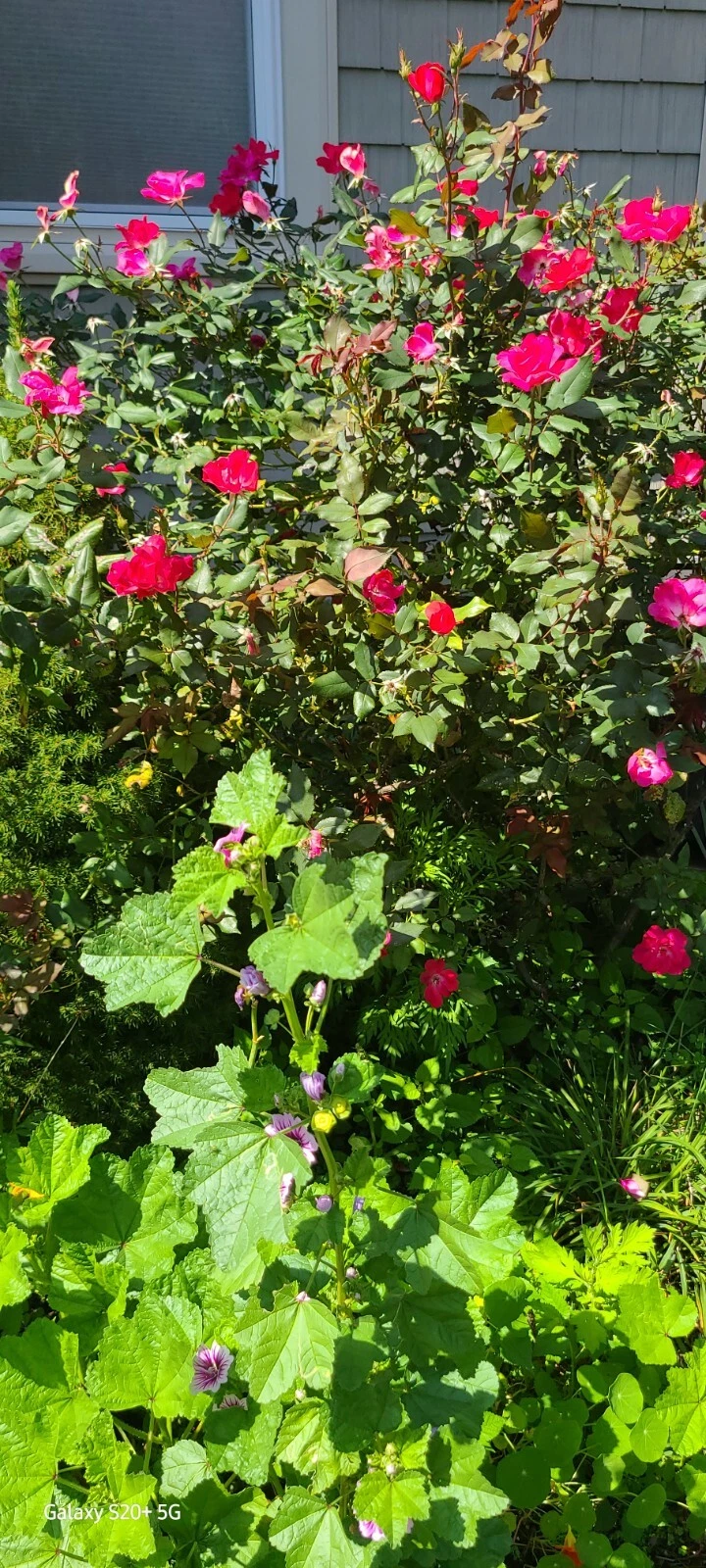 Rugosa Red Rose Robusta Cuttings – 10 Fresh Unrooted Rose Propagation Cuttings, 5-8 Inches Long, Hardy Garden Rose Variety