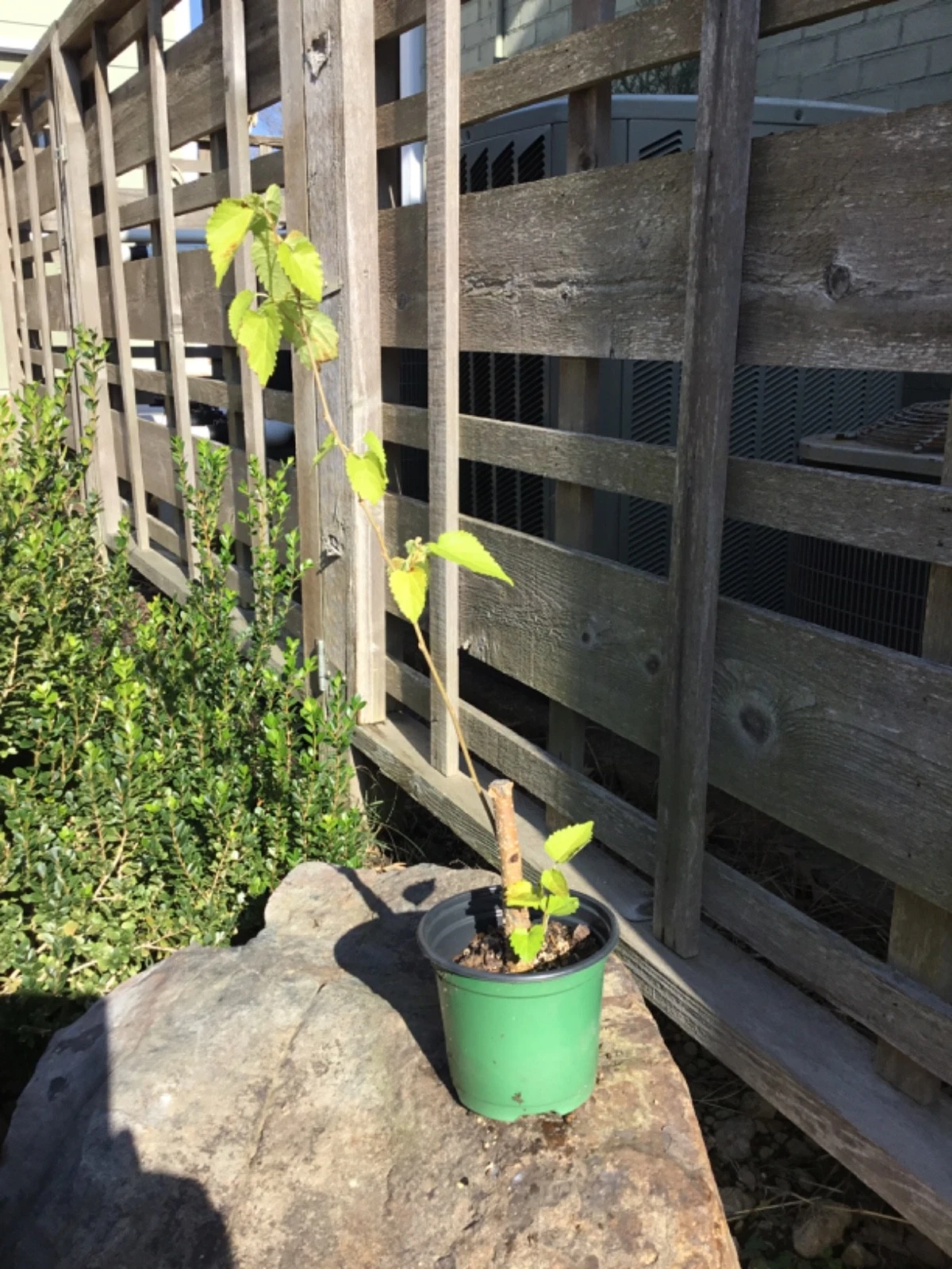 Everbearing Black Mulberry Tree Cuttings – Dormant Unrooted Propagation Morus nigra, 6-17 Inches