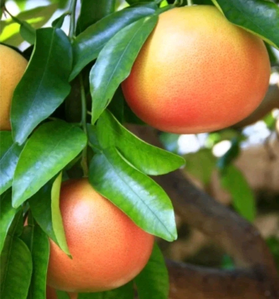 Ruby Grapefruit Cutting – Citrus paradisi Unrooted 6–8 Inch for Rooting, Grafting, Fruit Tree Propagation