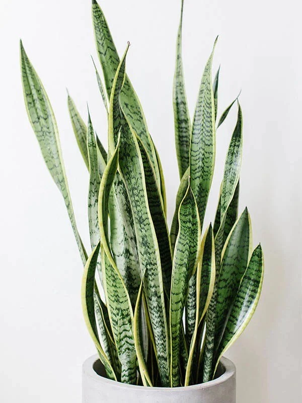 Snake Plant Unrooted Clippings – 3 Dracaena trifasciata Leaf Cuttings for Propagation, Mother-in-Law’s Tongue, Indoor Plant Starter