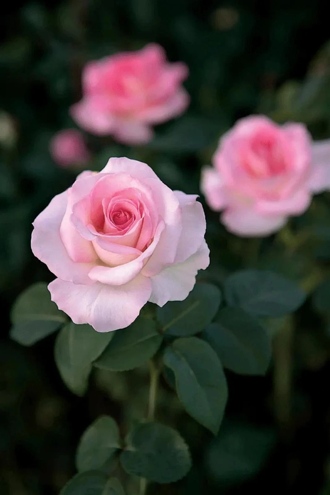 Pink Promise Rose Cuttings, Live Unrooted Flowering Shrub, Grafting & Rooting, Rosa 'Pink Promise'