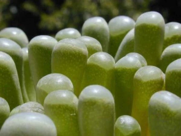 Fenestraria rhopalophylla Seeds – Baby Toes Succulent Seeds for Growing, Rare Mesemb Desert Plant, Windowed Leaf Tips, Indoor & Garden Cultivation