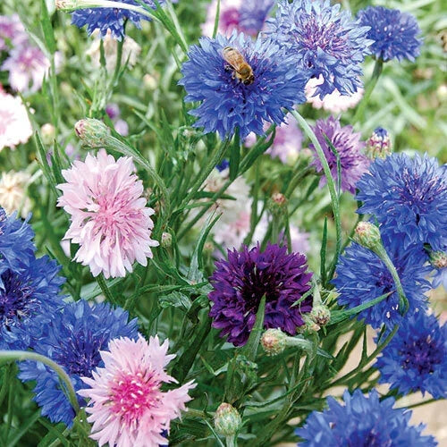 Bachelor Button Cornflower Seeds Mixed Heirloom Non-GMO Flower Seeds for Garden | Centaurea cyanus
