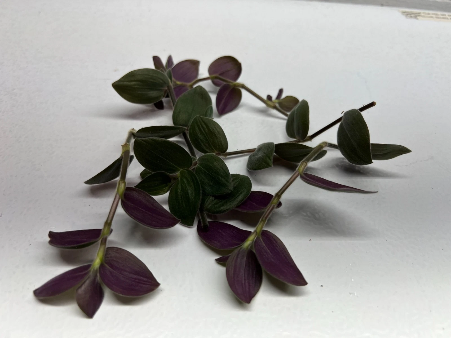 Fuzzy Bunny Bellies Tradescantia Cuttings – Lot of 5 Unrooted Houseplant Propagation for Indoor Hanging Baskets