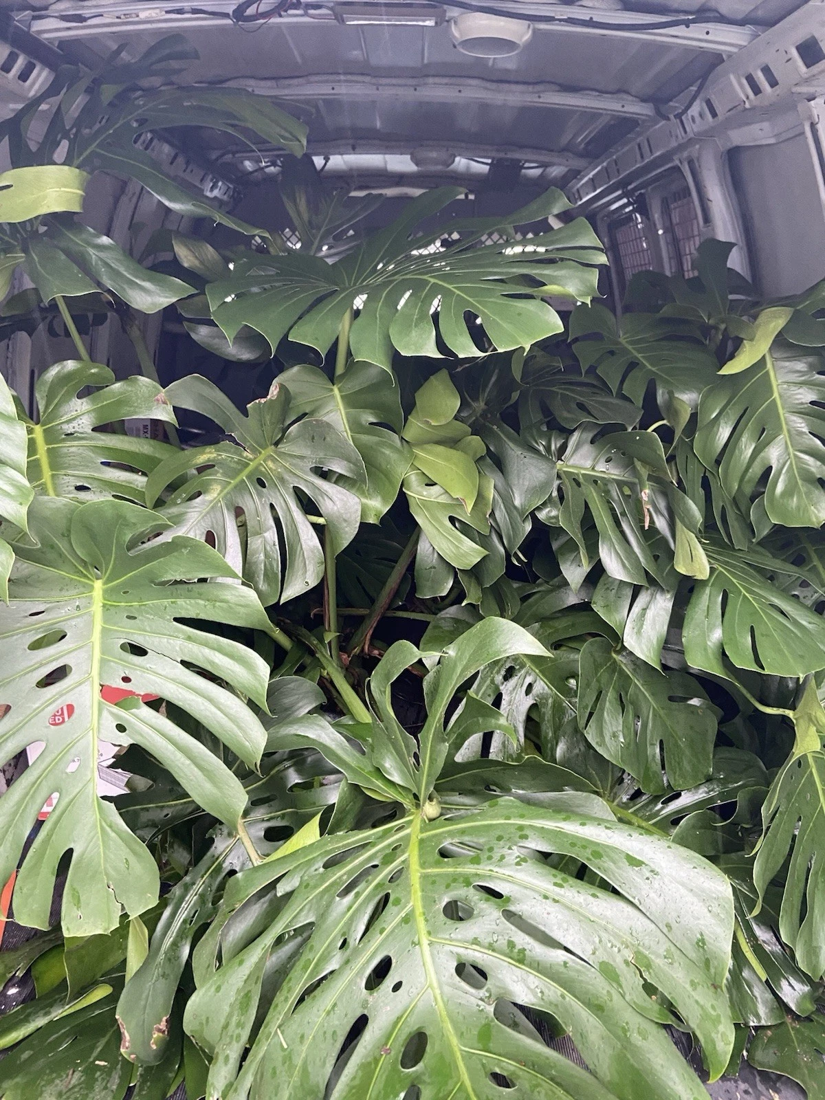 Fully Rooted Monstera Deliciosa Live Plant – Tropical Houseplant with 2–3 Leaves, Indoor Foliage, Scientific Name: Monstera deliciosa