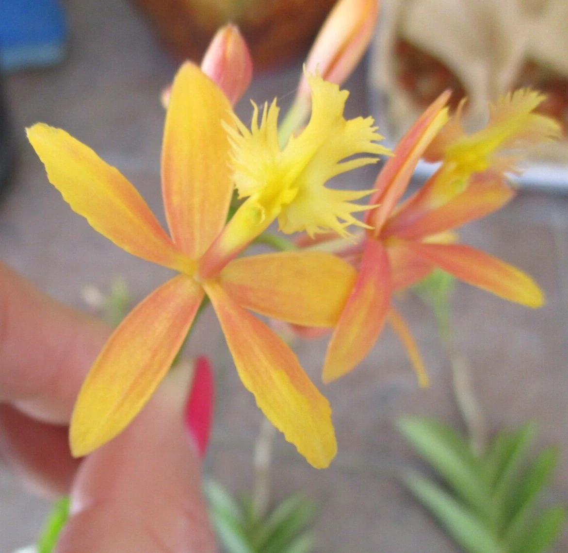 Epidendrum Orchid Cuttings – 2 Live Unrooted Propagation Plants Yellow with Pink Flush, Tropical Flowering Orchid, Epidendrum spp.