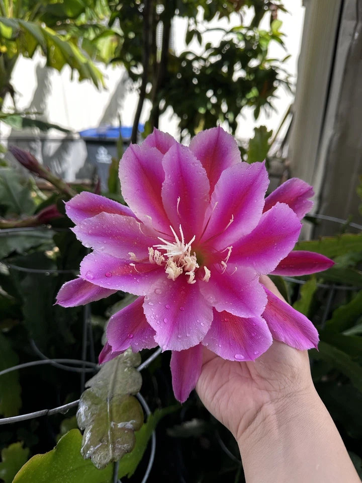 Purple Orchid Cactus Cuttings – Epiphyllum oxypetalum Type Plant Segments for Propagation and Gardening