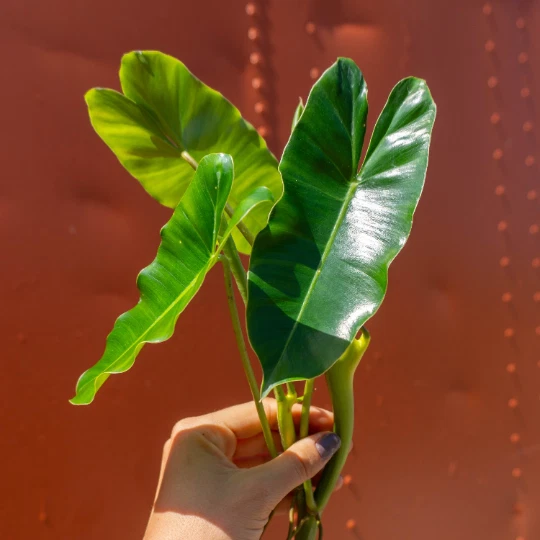 Philodendron Burle Marx Cutting – Unrooted Propagation Piece with Air Roots & Multiple Nodes, Tropical Indoor Plant
