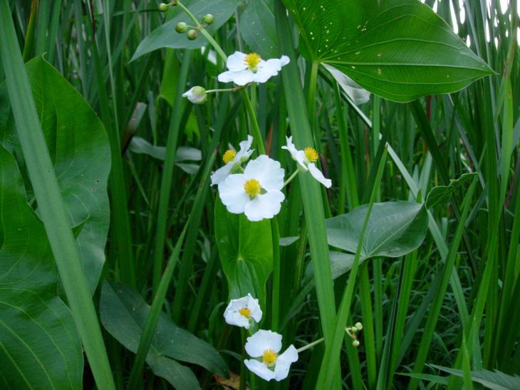 500 Sagittaria latifolia Seeds | Common Arrowhead Native Aquatic Wildflower for Ponds & Wetlands