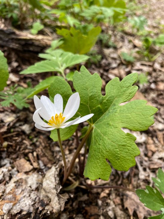 9 Bloodroot Plants Bare Roots – Native Wildflower Sanguinaria canadensis for Shade Gardens and Early Spring Blooms