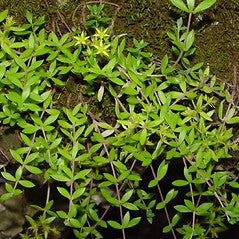 40 Sedum sarmentosum Cuttings – Live Creeping Succulent Groundcover for Rock Gardens, Borders, Drought Tolerant Landscaping