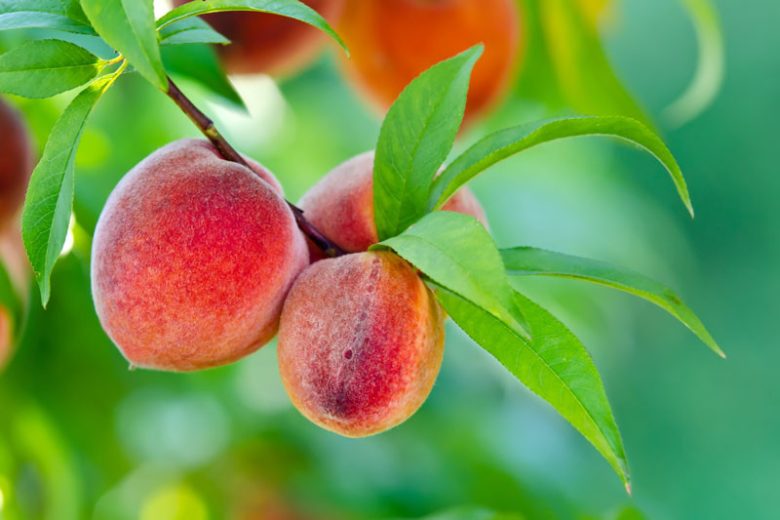 Prunus persica Peach Cuttings – 6-inch Live Stems – California Variety for Home Orchard & Garden Planting