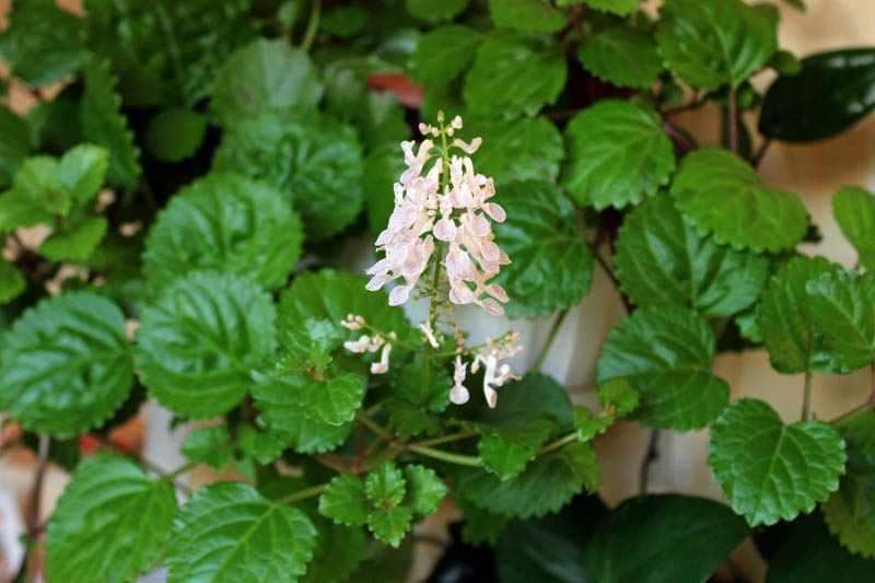 4 Live Swedish Ivy Plants | Creeping Charlie Bare Rooted | Plectranthus verticillatus Indoor Ground Cover & Hanging Basket Plant
