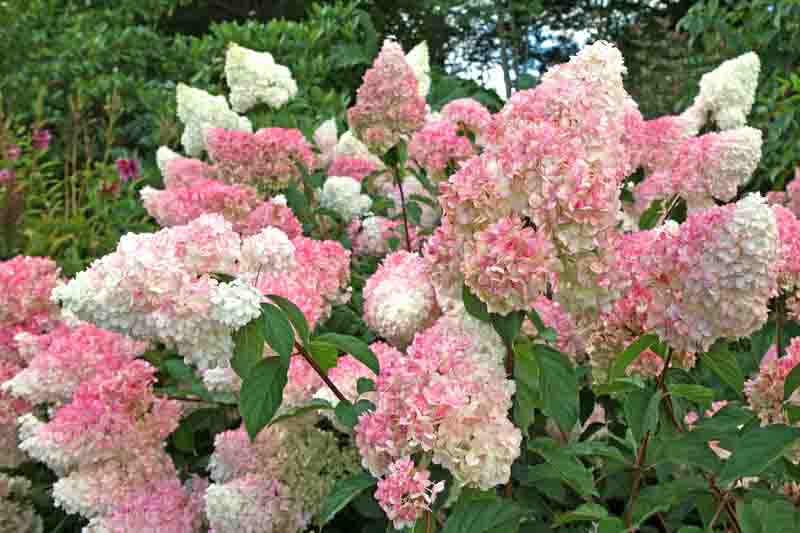 4 Unrooted Cuttings Vanilla Strawberry Hydrangea - Hydrangea paniculata 'Renhy', Rare Flowering Bush, 3β8mm Diameter