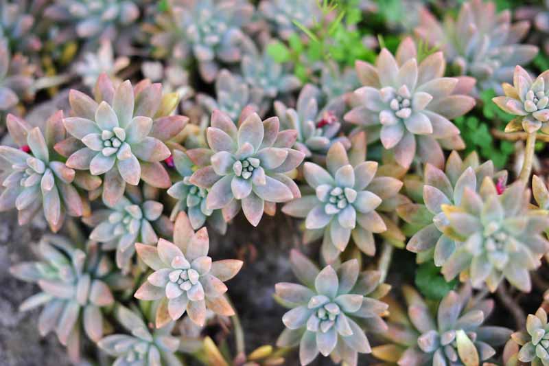 Rare Echeveria Ghost Plant Cuttings – 2" to 4" Rosettes – Graptopetalum paraguayense Succulents – Easy to Root, Pale Pink-Grey Leaves