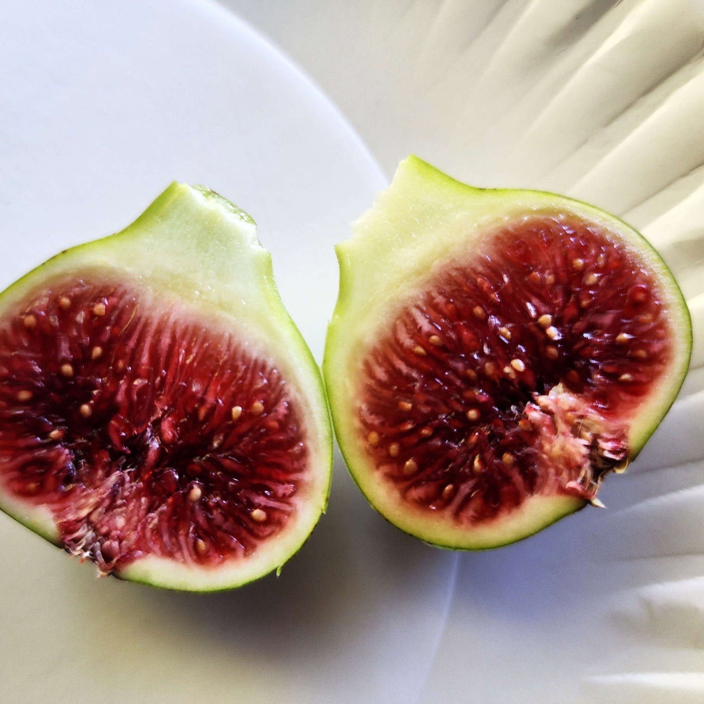 Smith Fig Cuttings 6–8" | Rare Ficus carica Variety | Premium Heirloom Fruit Tree Propagation | Sweet Flavor