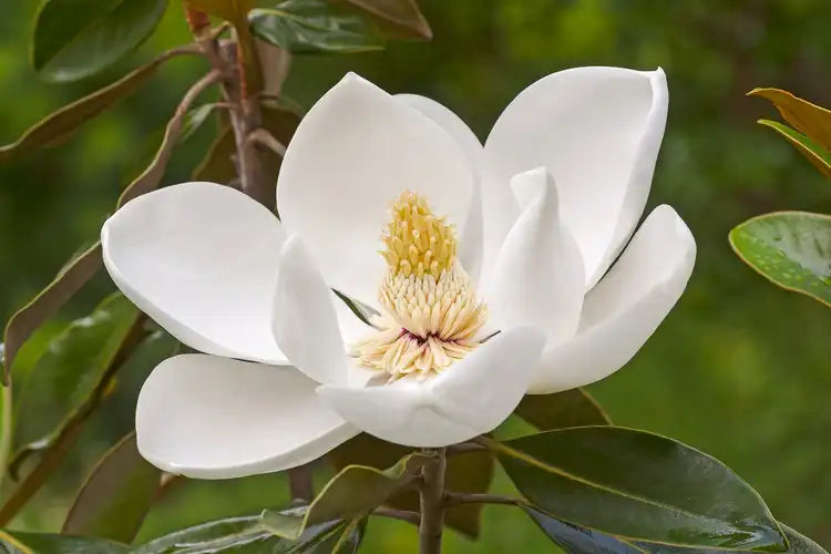 Southern Magnolia Tree in 2.5 Inch Pot | Evergreen Fragrant Flowering Tree | Magnolia grandiflora Live Plant