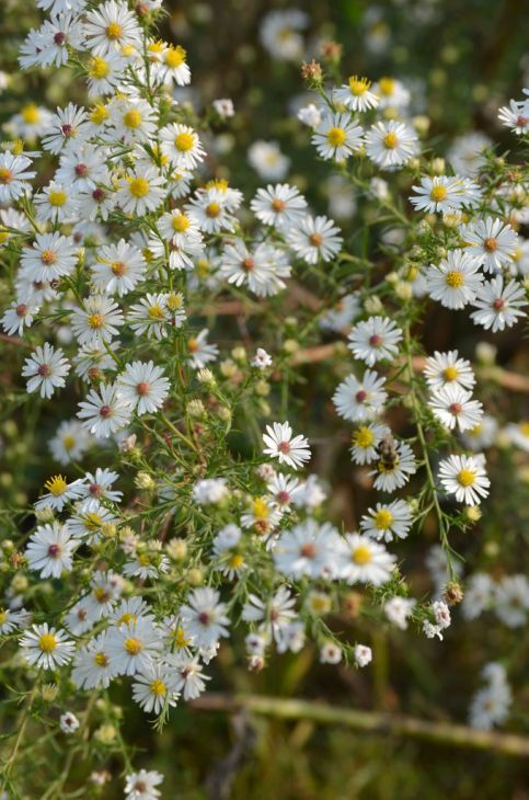 Symphyotrichum Pilosus Seeds 100 Pack – Native Perennial Wildflower, Purple Daisy Blooms, Pollinator Plant, Aster Pilosus