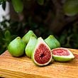 Dalmatie Fig Cutting 8"+ Unrooted Ficus carica 'Dalmatie' Green Fig Tree for Propagation or Grafting