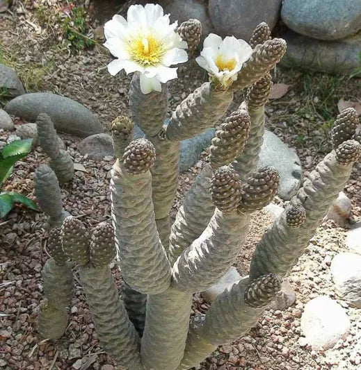 Pine Cone Cactus Cutting – Live Unrooted Succulent Segment Tephrocactus Articulatus for Propagation and Growing