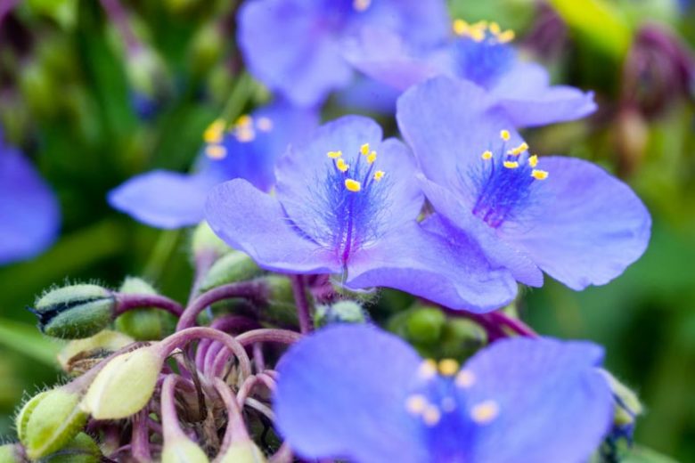 Virginia Spiderwort Unrooted Cuttings – Tradescantia virginiana Native Blue Wildflower Perennial Garden Plant Stem