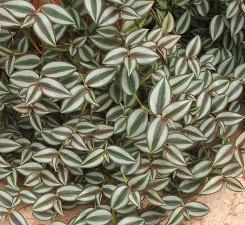 20 Tradescantia Zebrina Cuttings - Wandering Jew Plant, Purple & Green Stripes, Unrooted 6" Vines for Indoor & Outdoor Propagation