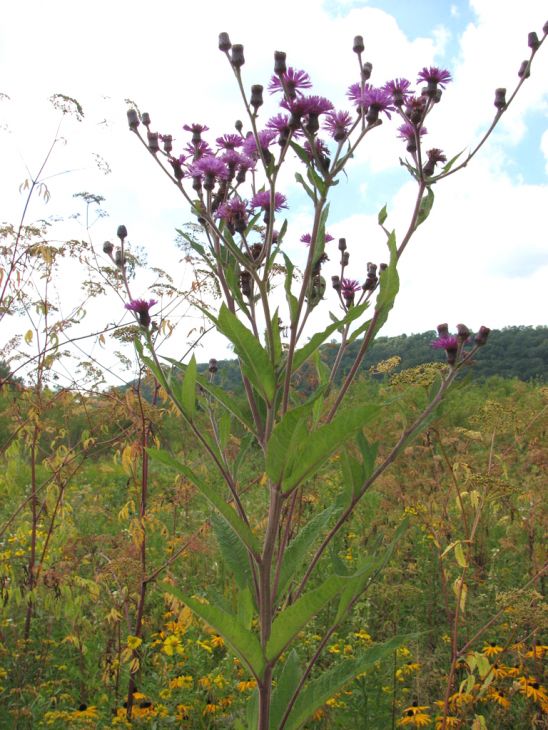 100 Vernonia noveboracensis Seeds | New York Ironweed Native Perennial Wildflower | Pollinator-Friendly Garden & Meadow Plant