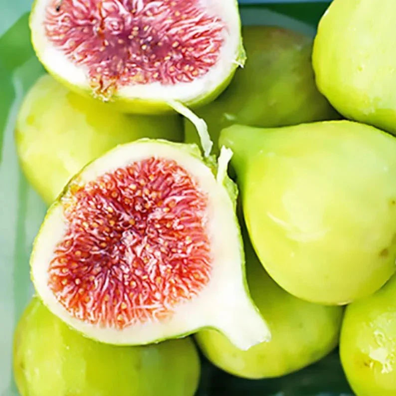 Verte Fig Tree Cuttings – Ficus carica Green Fig Variety – Unrooted Scion Wood for Propagation and Grafting