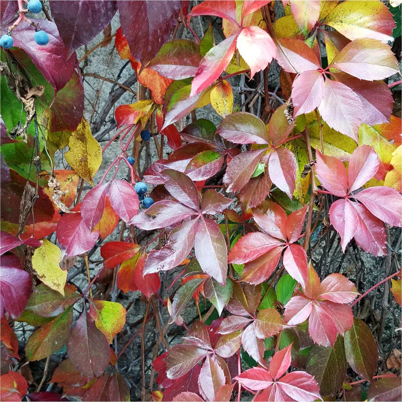 Virginia Creeper Cuttings 6–8” | Parthenocissus Quinquefolia Vine | Native U.S. Climber & Ground Cover | Fast-Growing, Fall Color
