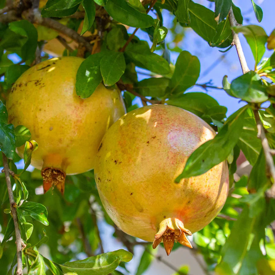Rare Organic White Pomegranate Cuttings – Unrooted Punica granatum Propagation Starter Plant