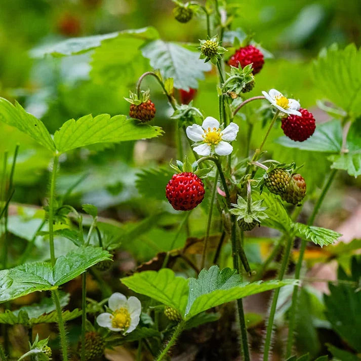 Wild Strawberry Plants Bare Root – Fragaria vesca Perennial Ground Cover with Edible Berries, Live Garden Starter, 10 Rhizomes