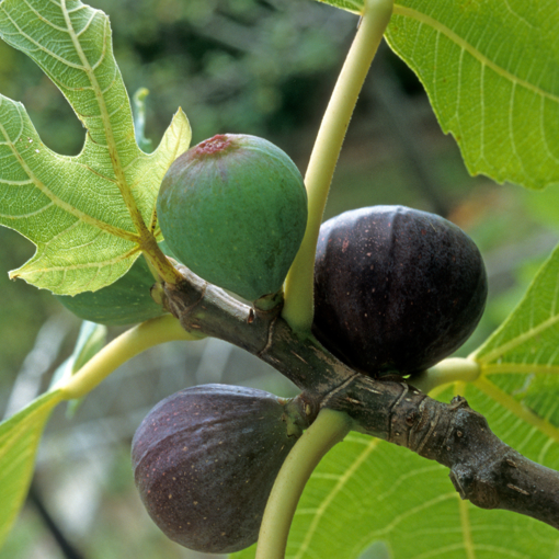 Beers Black Fig Tree – Ficus carica Bare Root Plant, Cold-Hardy Fruit Tree for Patio, Garden, Orchard, Sweet Dark Figs