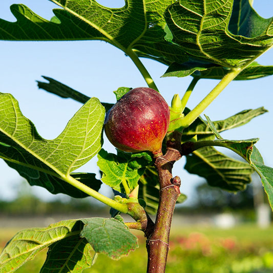 Live Chicago Hardy Fig Tree – Ficus carica – Cold Hardy, Self-Fertile, Edible Sweet Figs – Container or Ground Plant