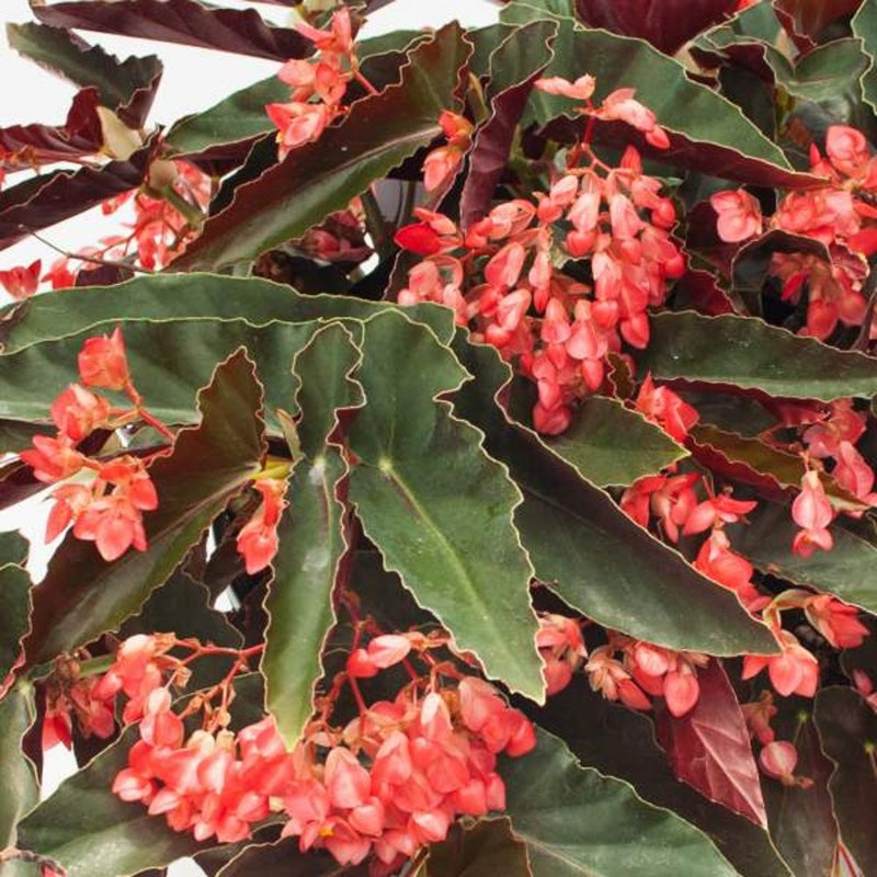 Angel Wing Begonia ‘Torch Red’ – Live Rooted Starter House Plant, Bright Red Flowers, Tropical Indoor Decor, Easy Care Begonia