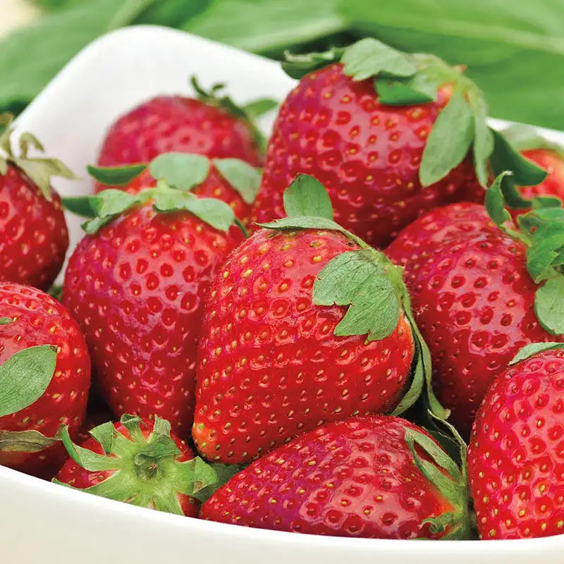 Albion Strawberry Plants 25 Bare Root Day-Neutral Everbearing Large Sweet Berries High Yield Garden Farm