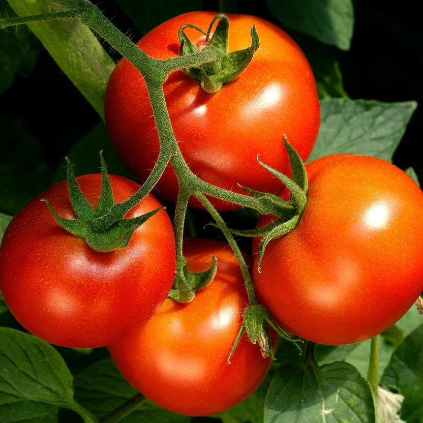 Celebrity Tomato Live Plants – 6-10" Slicer Variety, Disease-Resistant Solanum lycopersicum, Garden Vegetable Starter Plants