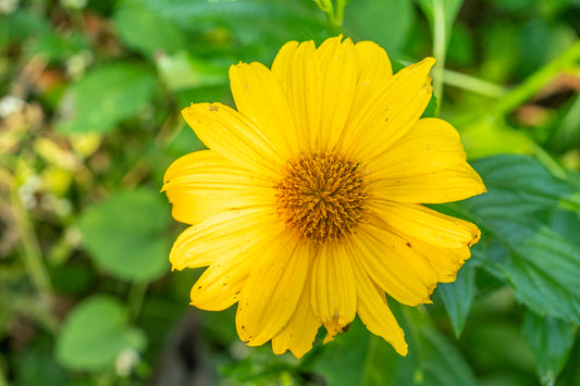 Mexican Sunflower Cuttings – Tithonia diversifolia Live Unrooted Stems – Fast-Growing Pollinator Plant for Gardens & Landscaping